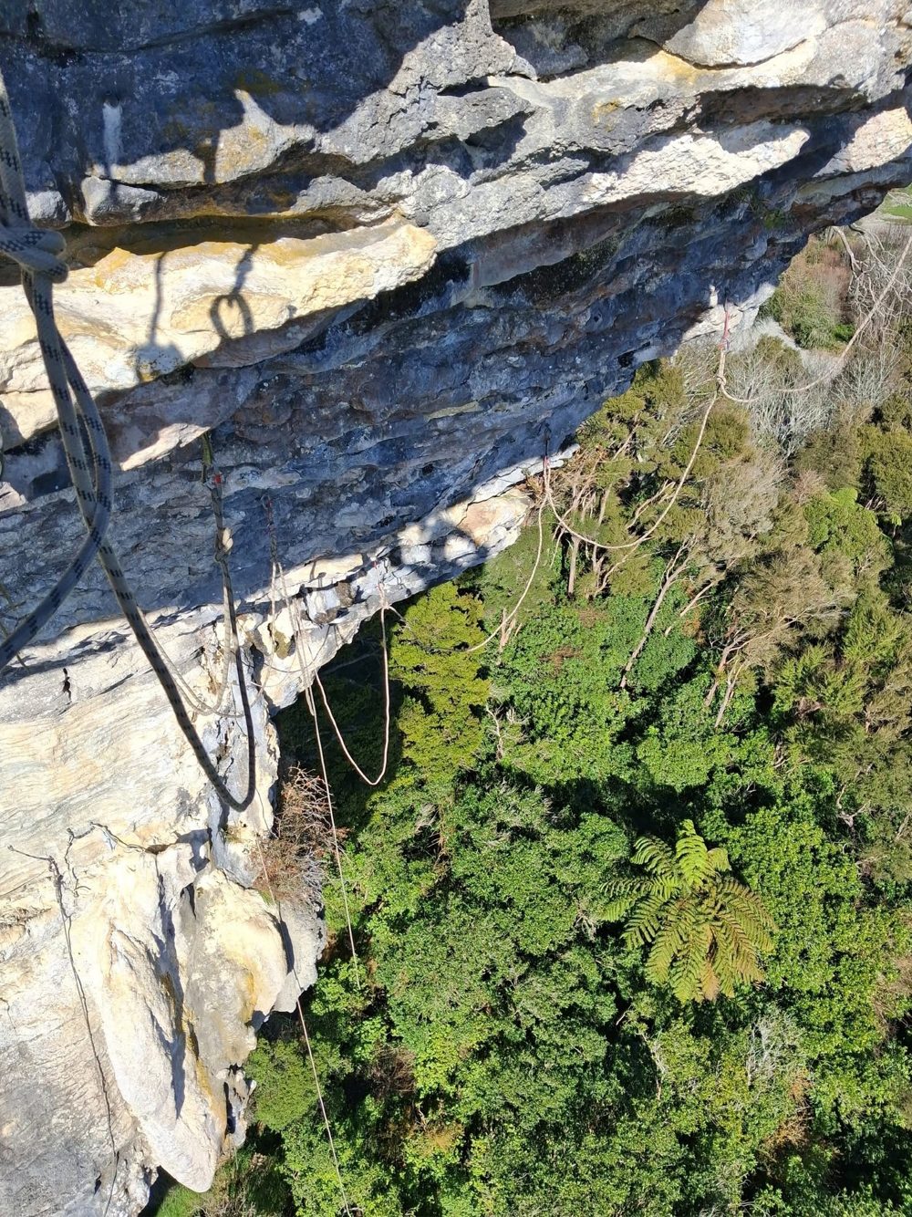 Looking down a limestone wall at Paines Ford, with ropes hanging over native bush and tree ferns